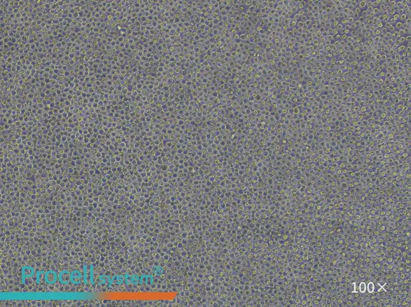 HL-60 Cell Complete Medium - 3