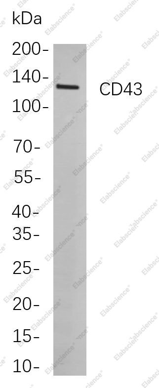 Recombinant CD43 Monoclonal Antibody - 1