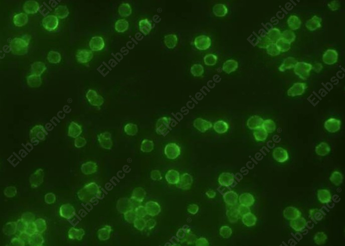 CD45/PTPRC Monoclonal Antibody - 2