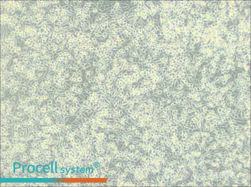 A-204 [A204] Cell Complete MediumA-204 [A204] Cell Complete Medium - 2