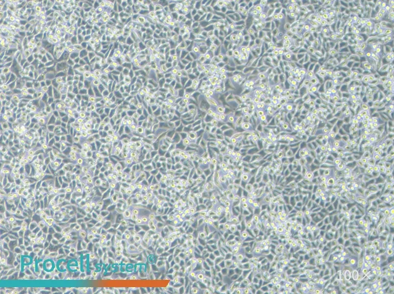 L Wnt-3A Cell Complete Medium - 2