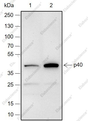 Recombinant p40 Monoclonal Antibody - 1