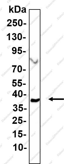 Recombinant Gemin 1 Monoclonal Antibody - 1
