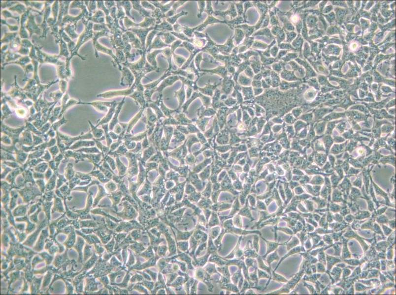 293 [HEK-293] Cell Complete Medium - small - 5