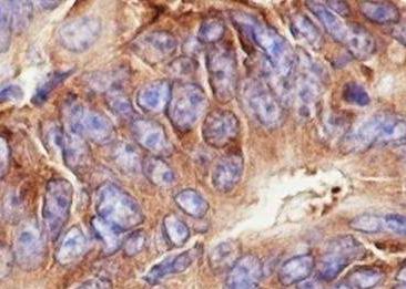 Recombinant eIF3G Monoclonal Antibody-searchlist-2