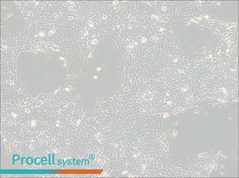 Detroit 562 Cell Complete MediumDetroit 562 Cell Complete Medium - 2