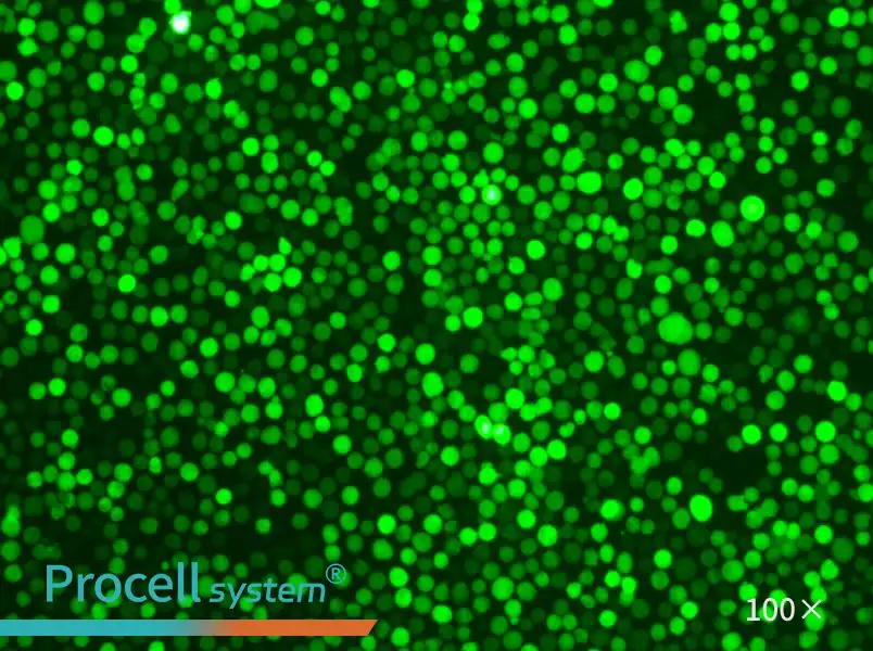 K-562-GFP - 1