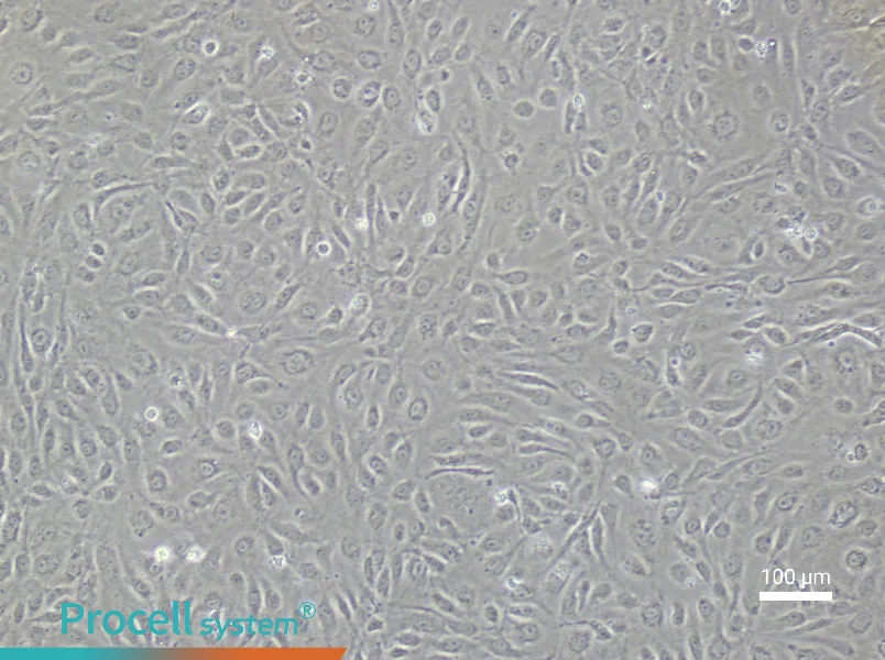 Human Intestinal Microvascular Endothelial Cell Complete Medium - 2