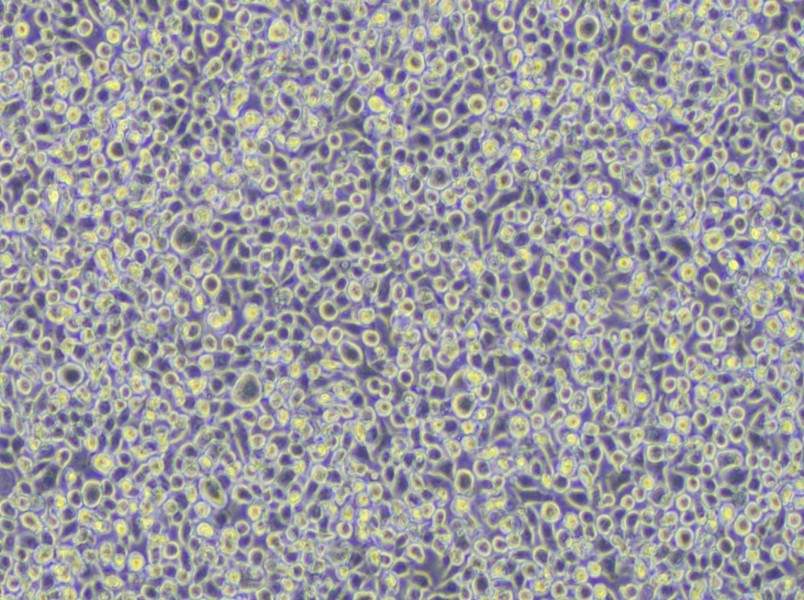 WEHI-3 Cell Complete Medium - small - 4