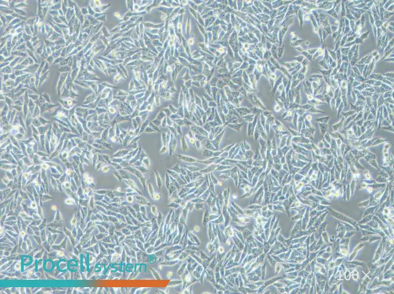 HGC-27 Cell Complete Medium - 3