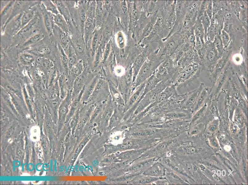NCI-H2030 Cell Complete Medium - 5