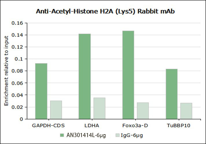 Recombinant Histone H2A (Acetyl Lys5) Monoclonal Antibody-searchlist-5