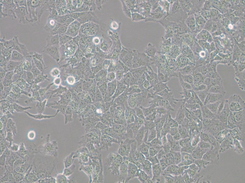 HuH-7 Cell Complete Medium - 5