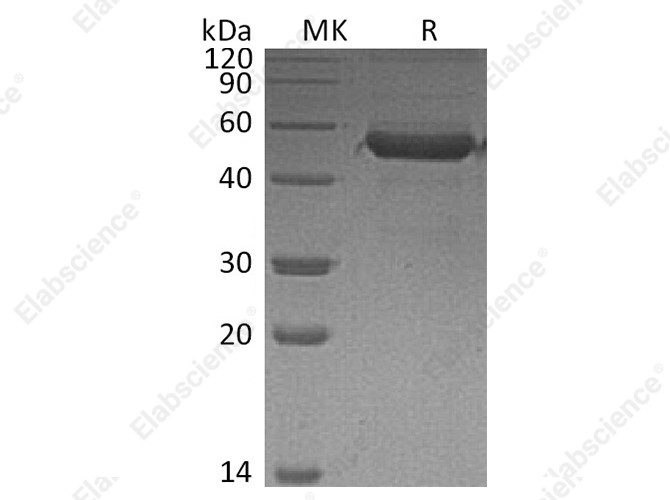 Recombinant Human MD1 Protein (Fc Tag) - 1