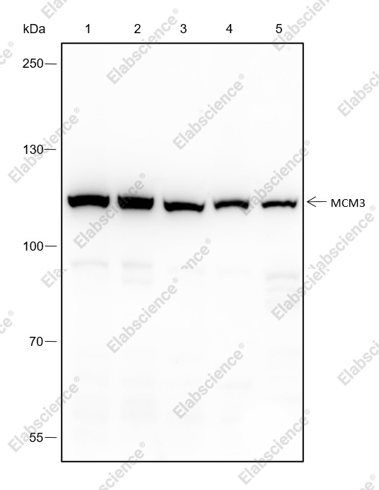 Recombinant MCM3 Monoclonal Antibody - 1