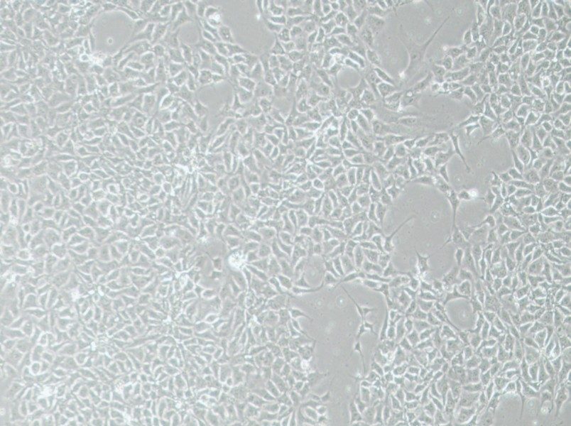 H9 Cell Complete Medium-searchlist-1