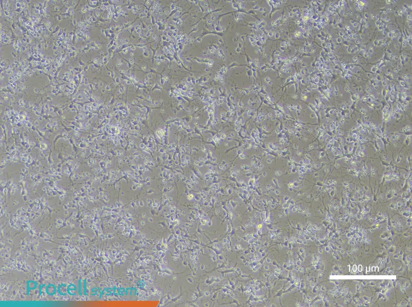 Mouse Hippocampal Neuron Complete Medium - 1