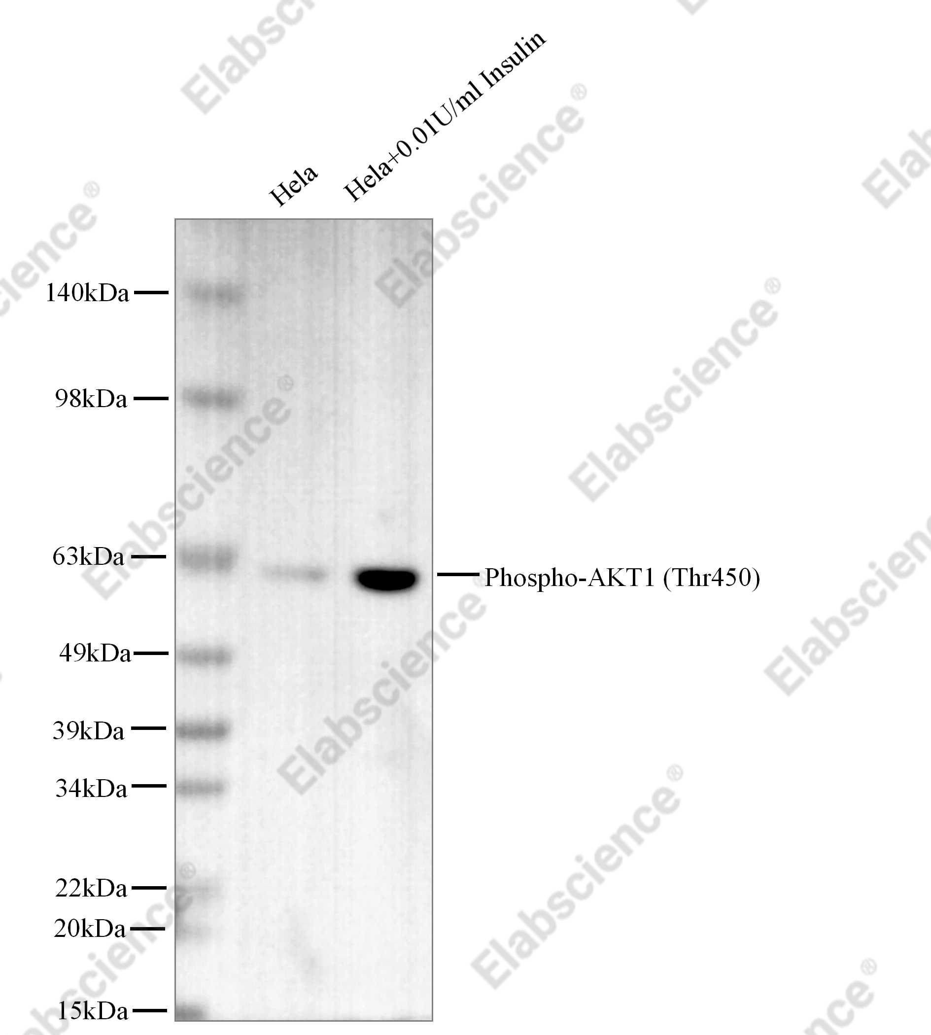 Recombinant Phospho-AKT1 (Thr450) Monoclonal Antibody - 1