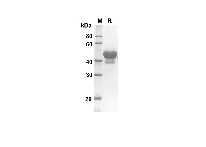 Recombinant Mouse CD163 Protein(Fc Tag)-产品推荐-1