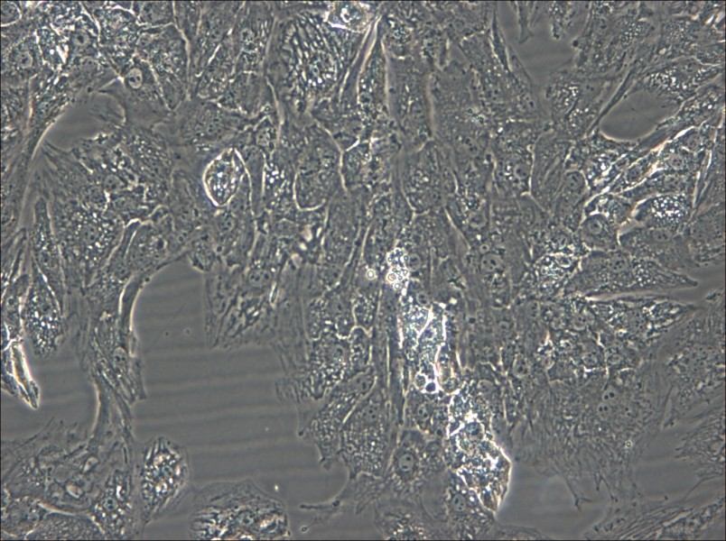 UM-Chor1 Cell Complete Medium - 5