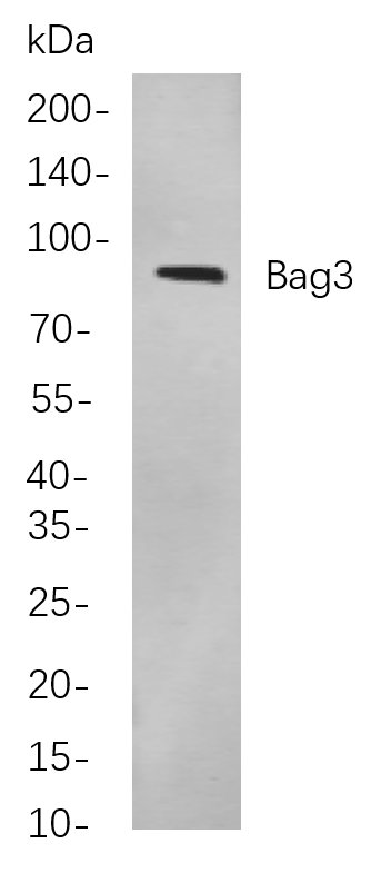 Recombinant Bag3 Monoclonal Antibody-searchlist-1