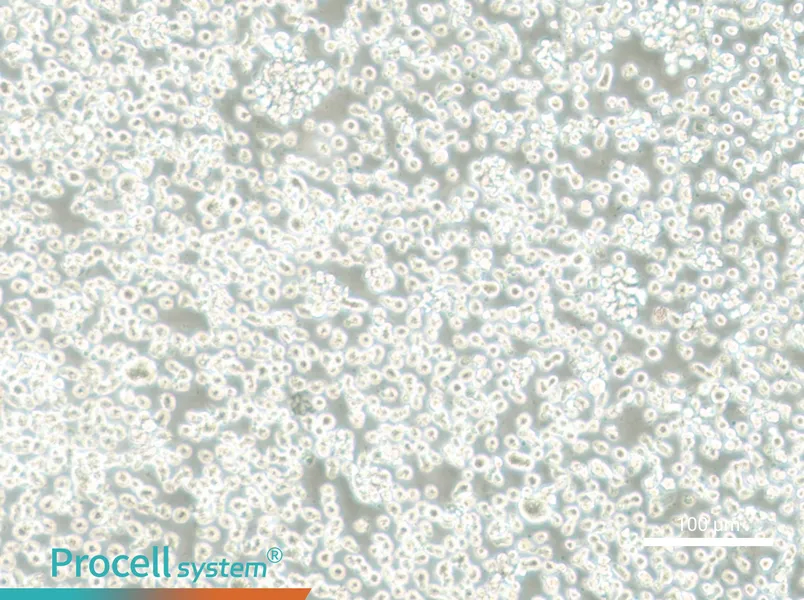 Mono-Mac-6 Cell Complete Medium - 3
