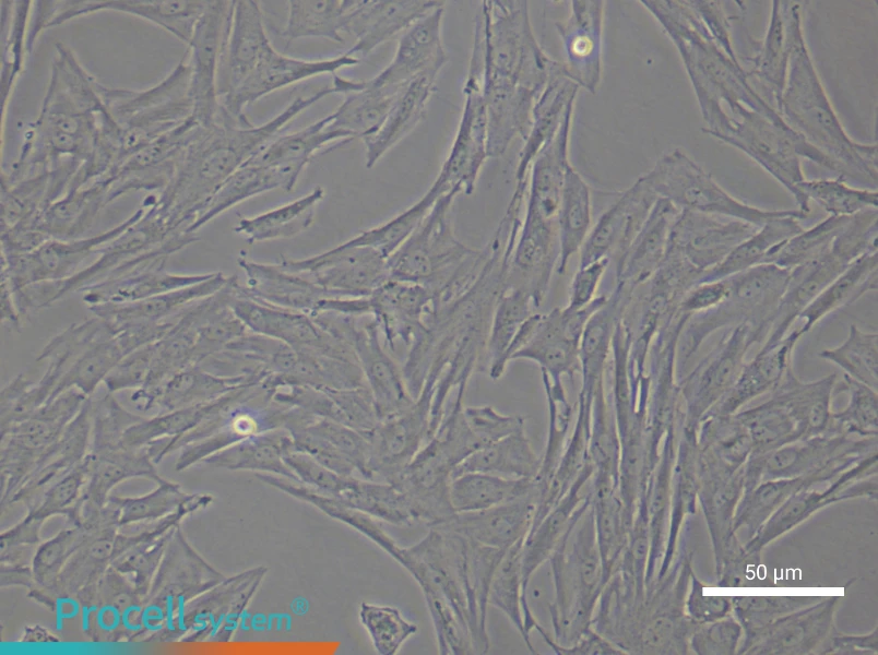 Rat Periodontal Ligament Stem Cell Complete Medium - small - 5
