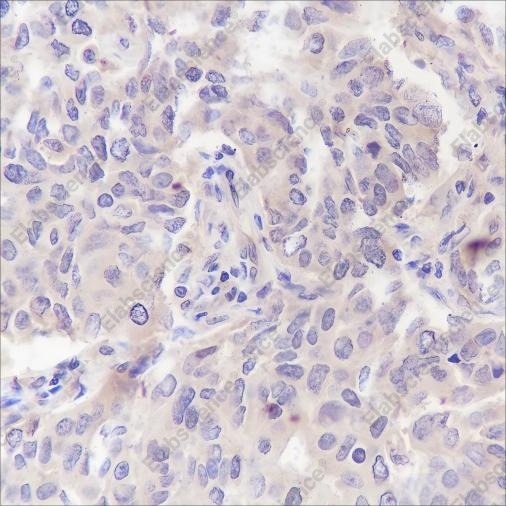 Recombinant PRMT5 Monoclonal Antibody - 2