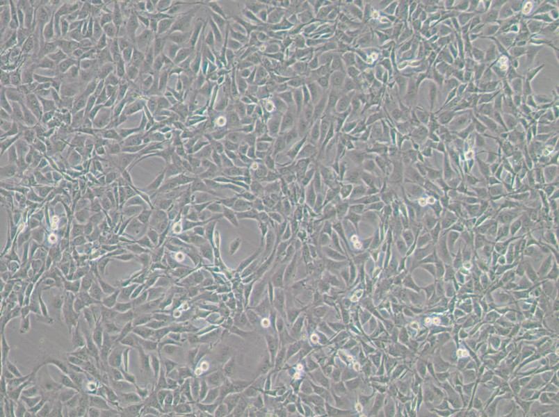NIH/3T3-GFP Cell Complete Medium - small - 2