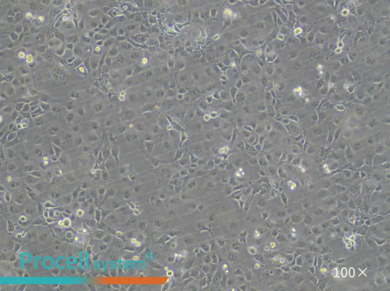 COS-7 Cell Complete Medium - 1