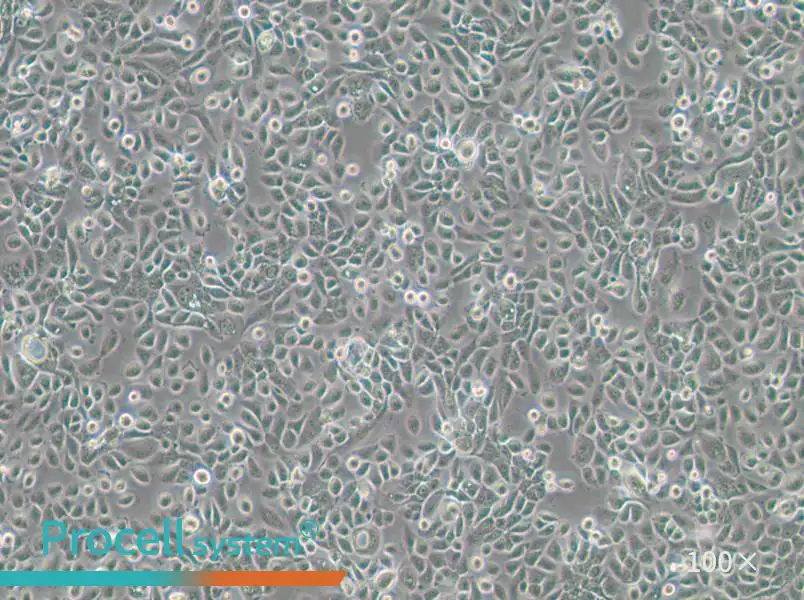 VK2/E6E7 Cell Complete Medium - 2