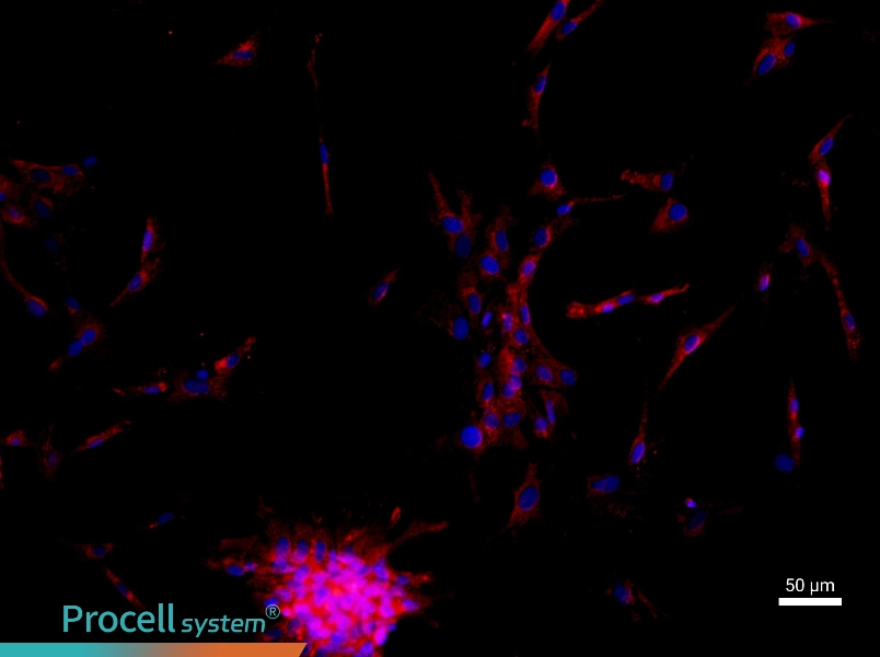 Mouse Intrahepatic Bile Duct Epithelial Cell Complete Medium - 1