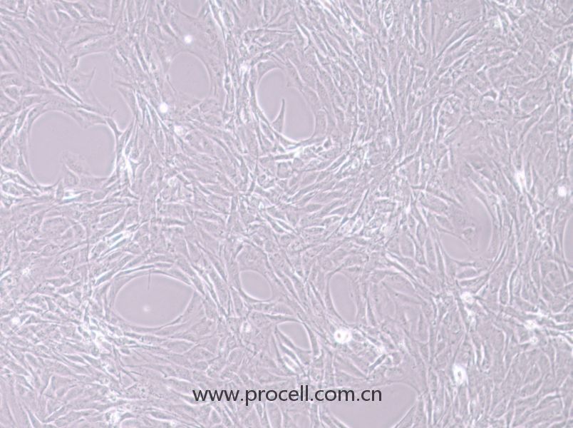 https://789.bio/ec/paeDt1