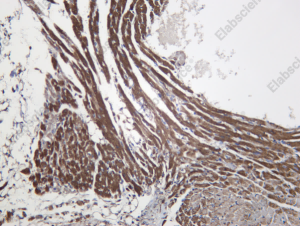 Recombinant THIOM Monoclonal Antibody - 3