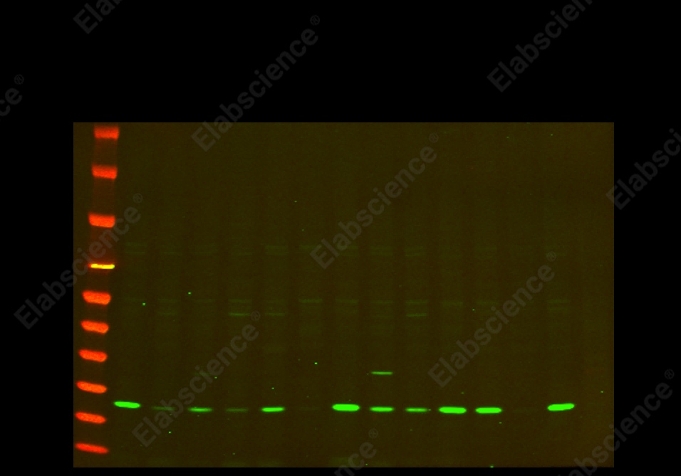 Recombinant Bax Monoclonal Antibody - 1