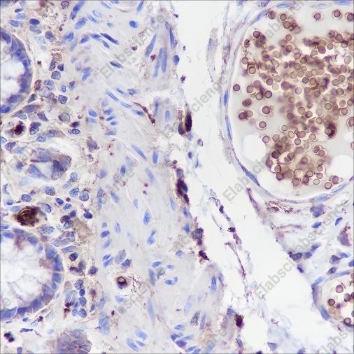 Recombinant Glycophorin C Monoclonal Antibody - 2