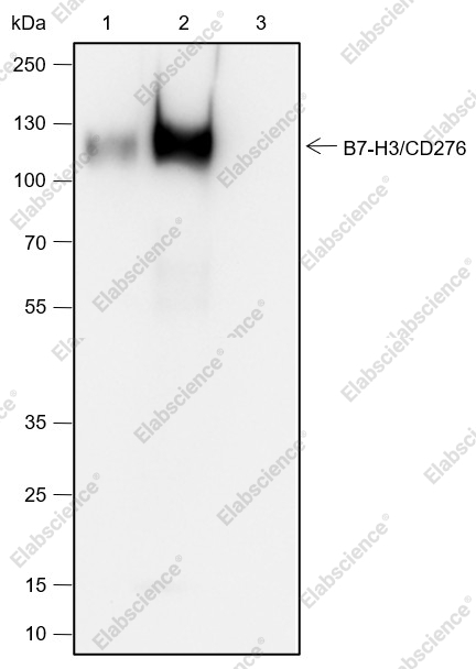 Recombinant B7-H3/CD276 Monoclonal Antibody - 11