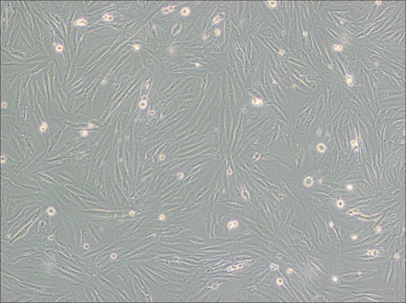 SF126 Cell Complete MediumSF126 Cell Complete Medium - 3