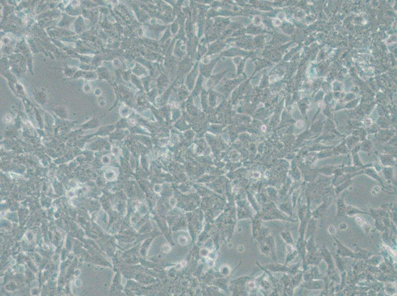 SK-N-DZ Cell Complete Medium - 5