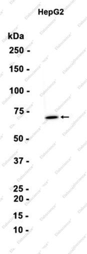 Recombinant PMP70 Monoclonal Antibody - 1