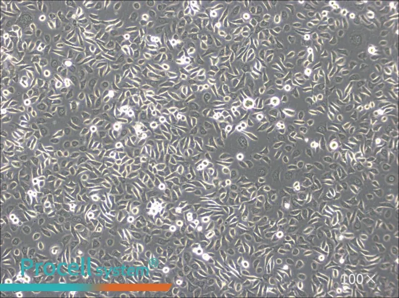 ME-180 Cell Complete MediumME-180 Cell Complete Medium - 3