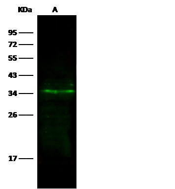 Recombinant C4.4A/LYPD3 Monoclonal Antibody - small - 3