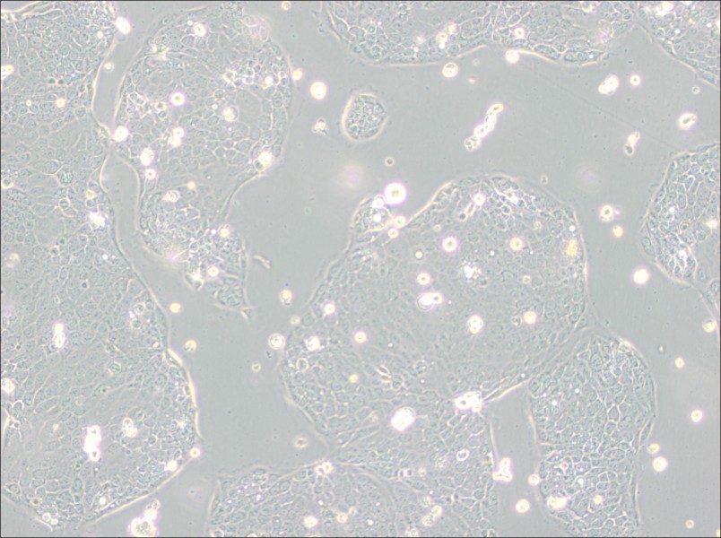 Capan-2 Cell Complete Medium - 3