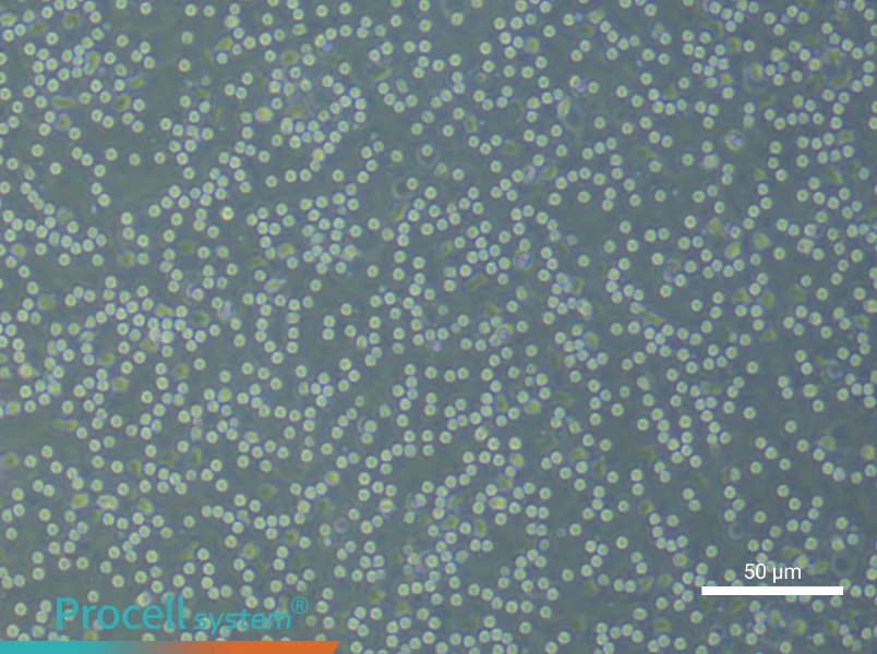 Human Peripheral Blood Leukocyte Complete Medium - 5