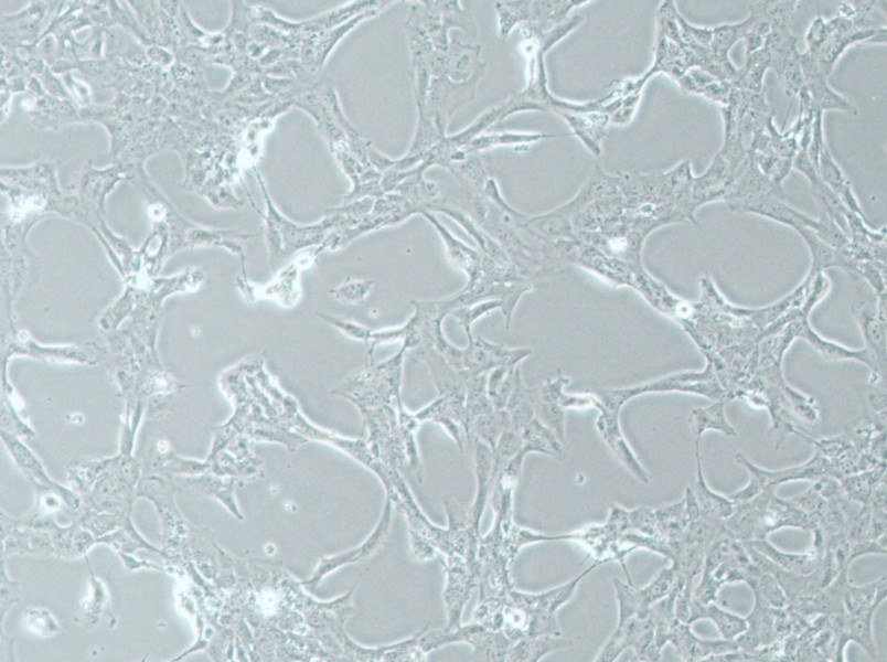 HLE-B3 Cell Complete MediumHLE-B3 Cell Complete Medium - 2