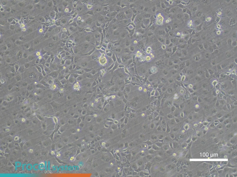COS-7 Cell Complete Medium - 3