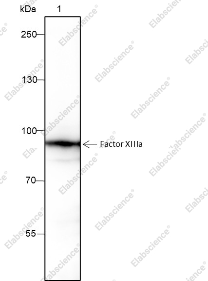 Recombinant Factor XIIIa Monoclonal Antibody - 1