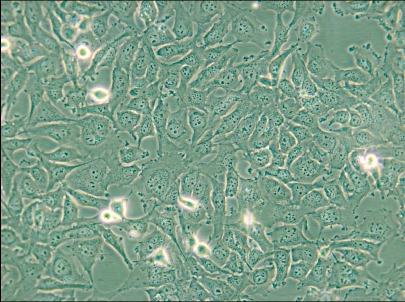 KHM-5M Cell Complete Medium - small - 4