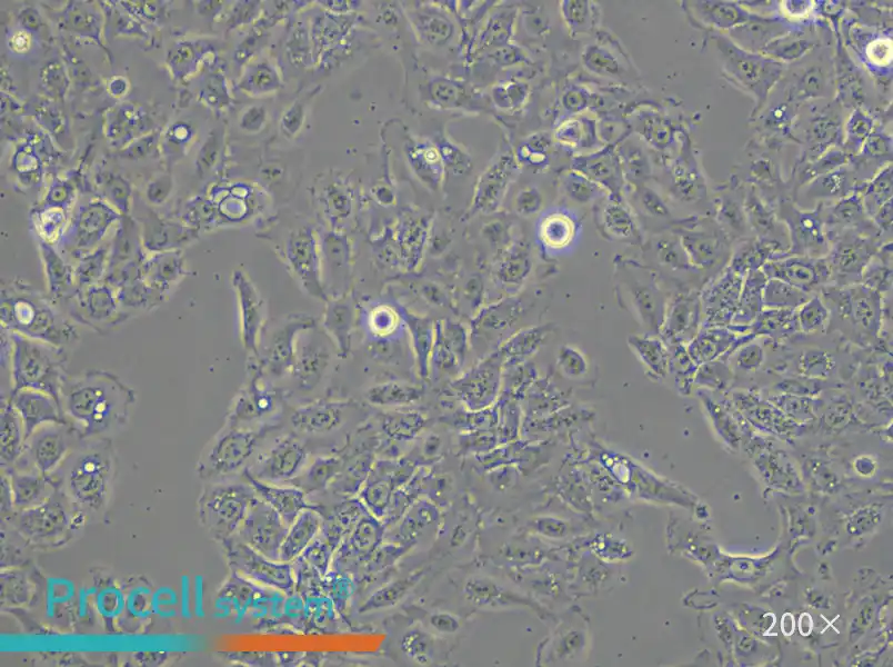 NCI-H292 Cell Complete Medium - small - 5