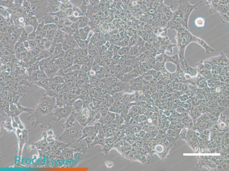 HePa1-6-GFP - 9